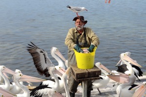 Tag 7: The Australian Wildlife: Die Pelikane auf Känguru Island
